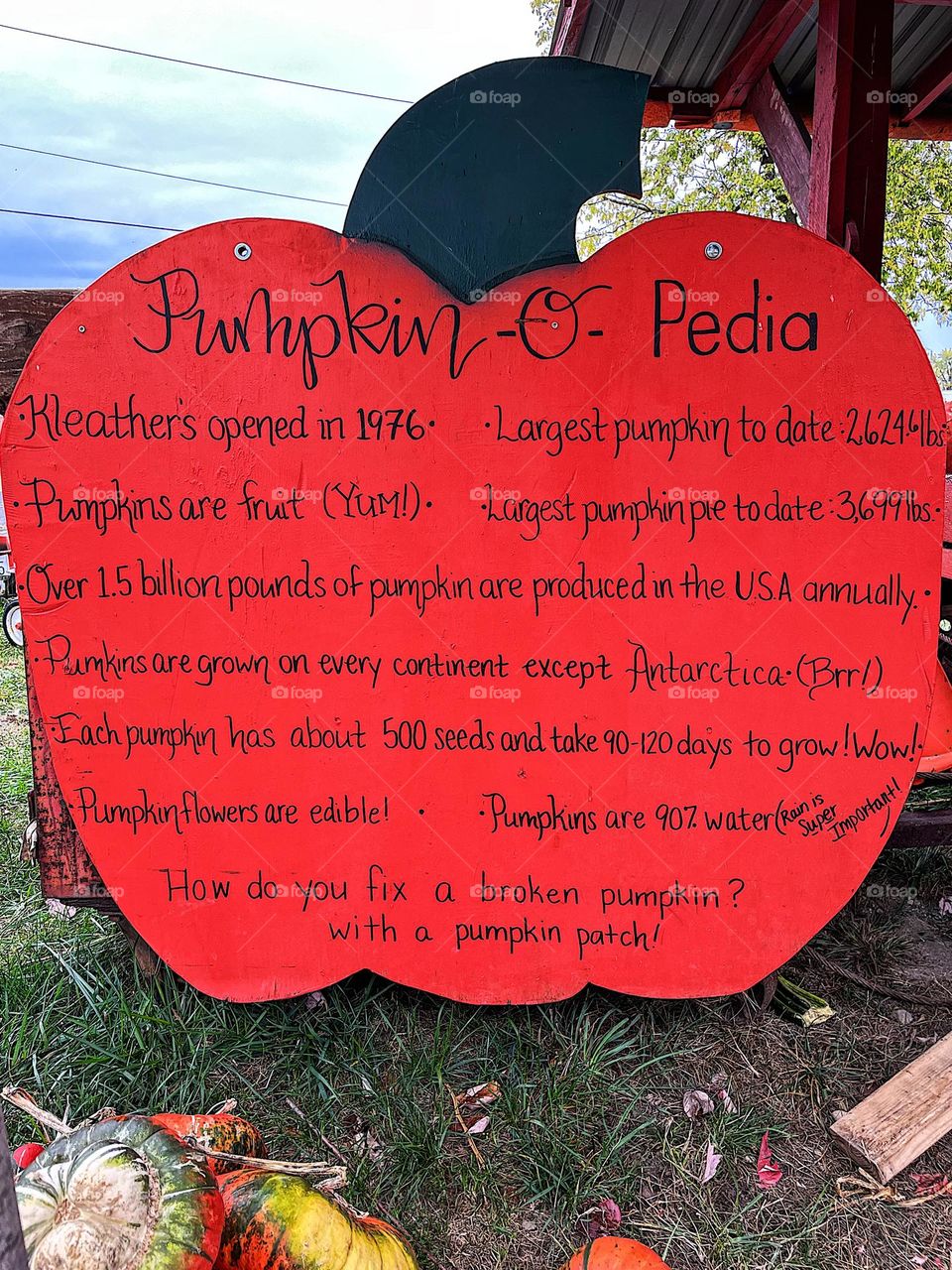 Pumpkin patch facts, visiting a local pumpkin patch, fun in the fall, pumpkins for Halloween, decorating for Halloween, pumpkins as decorations, finding pumpkins for Halloween, facts for Halloween