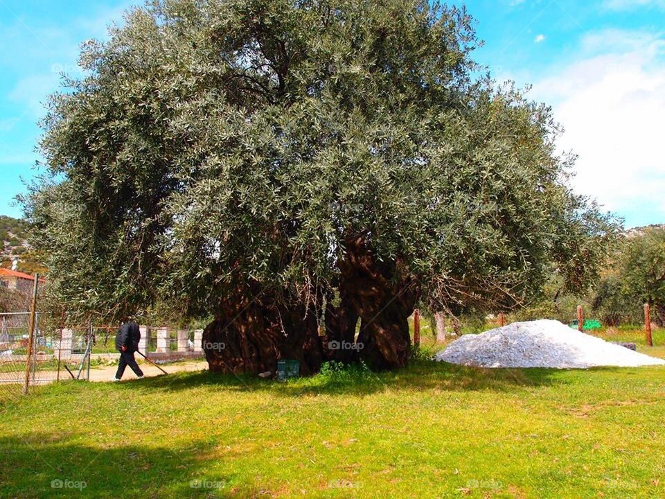 The eldest olive tree in Thassos.