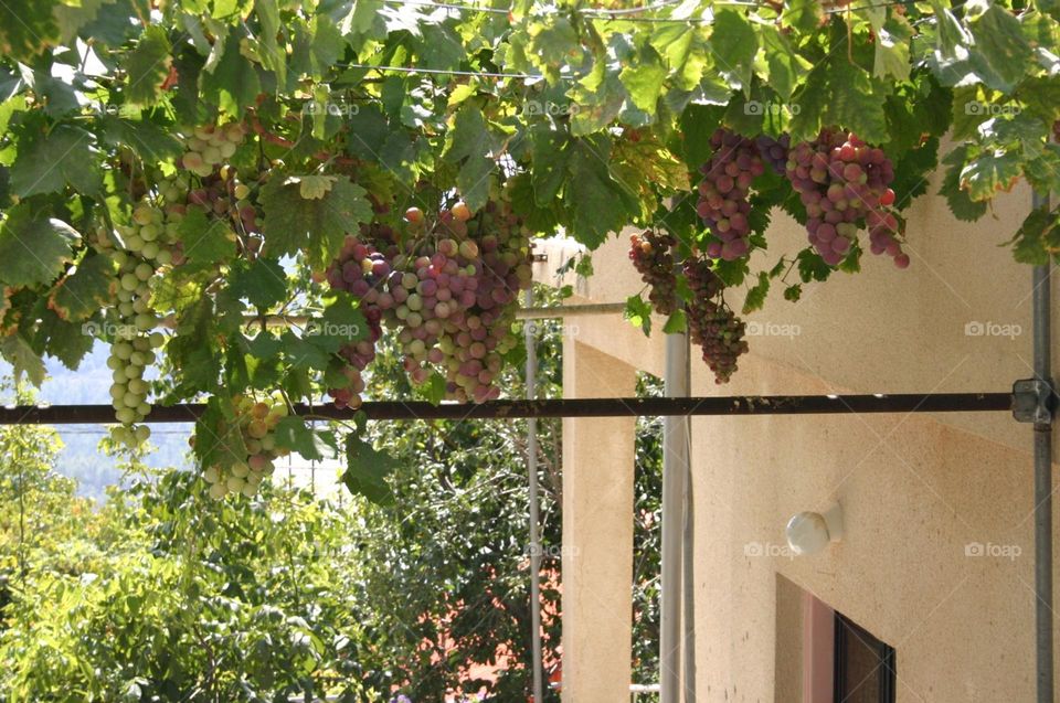 Grapevine in front of an house