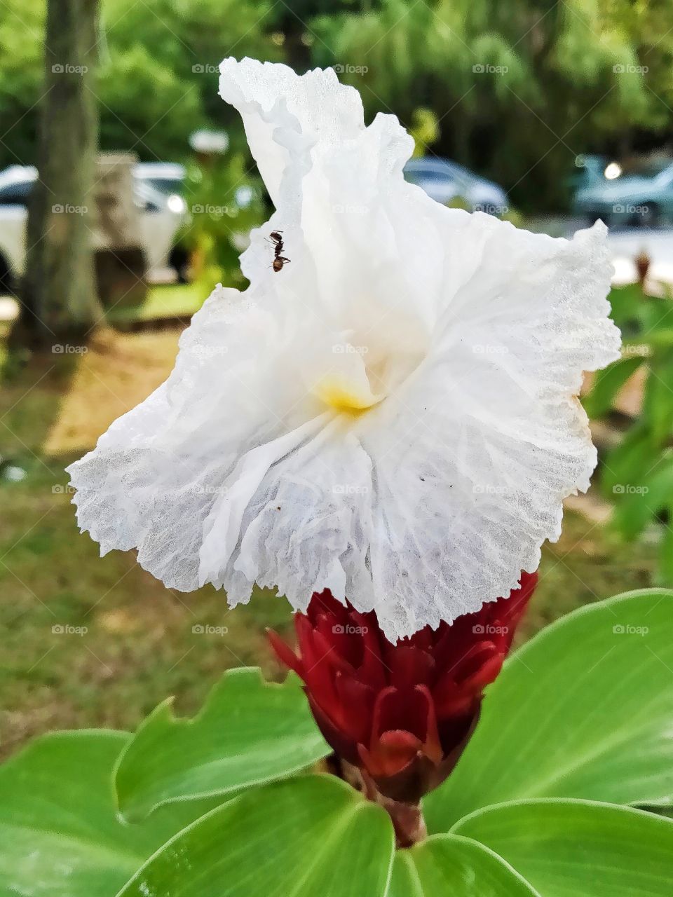 An ant also love the flower.