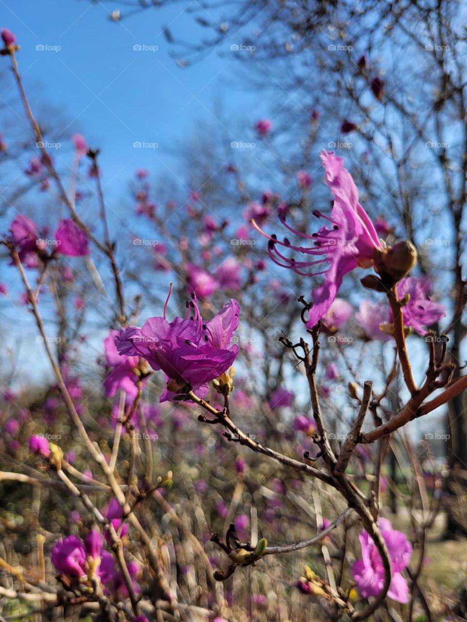 Urban city view.  Top view of blooming flowers,  branches close up. Spring season.