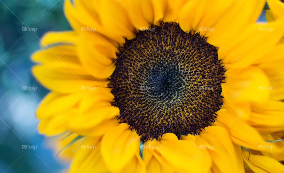 Brilliant Sunflower (helianthus annuus) background full frame flower head symbolic of health and wellbeing, tranquility and romance