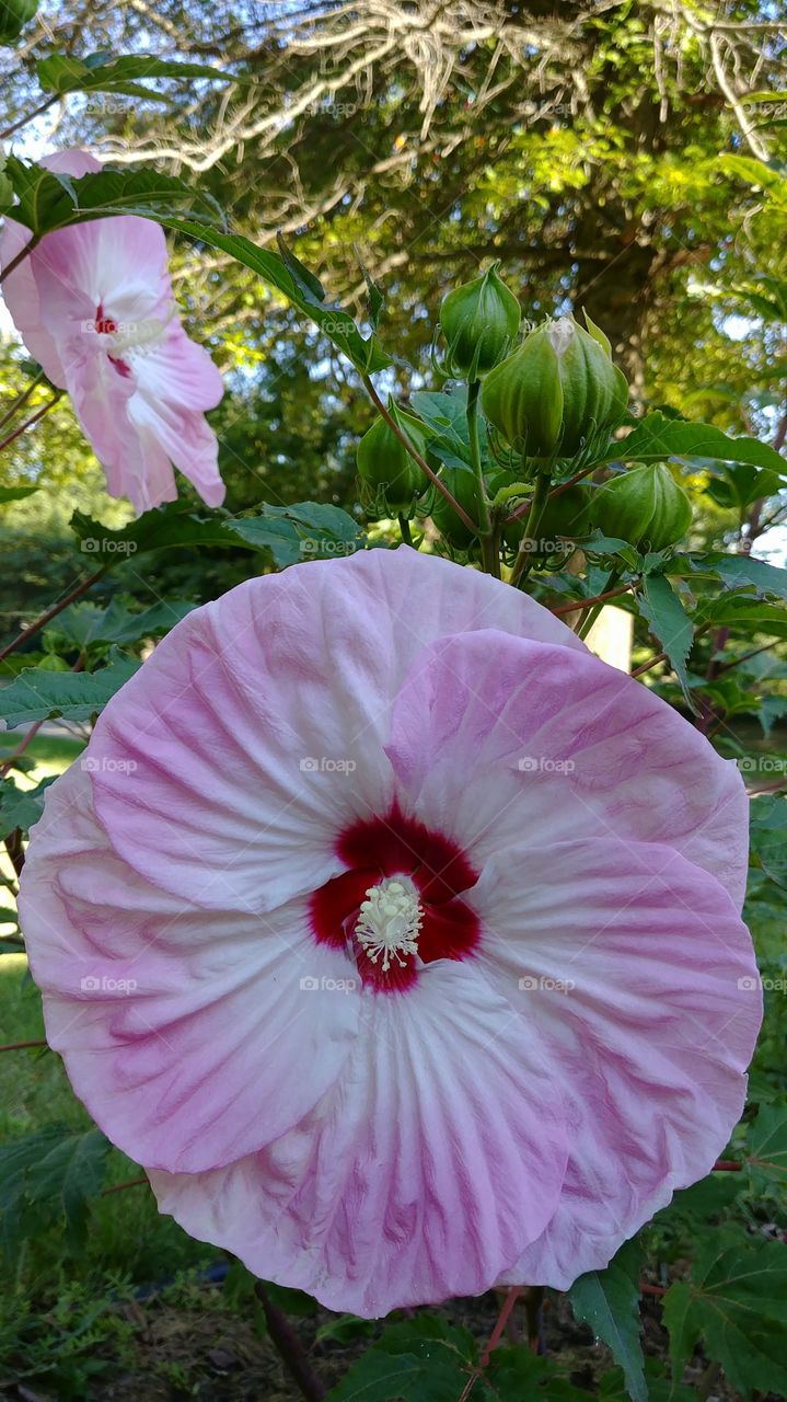 Round blooming pink flower