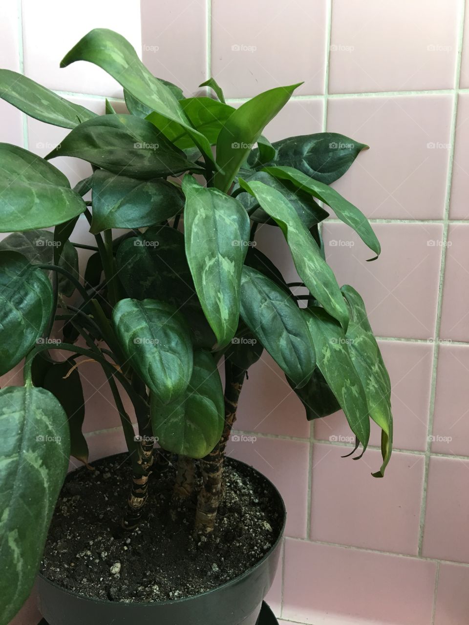 Another angle of plant on pink tile 