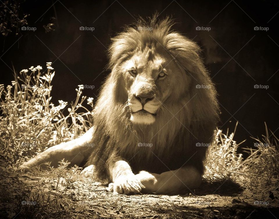African Lion 