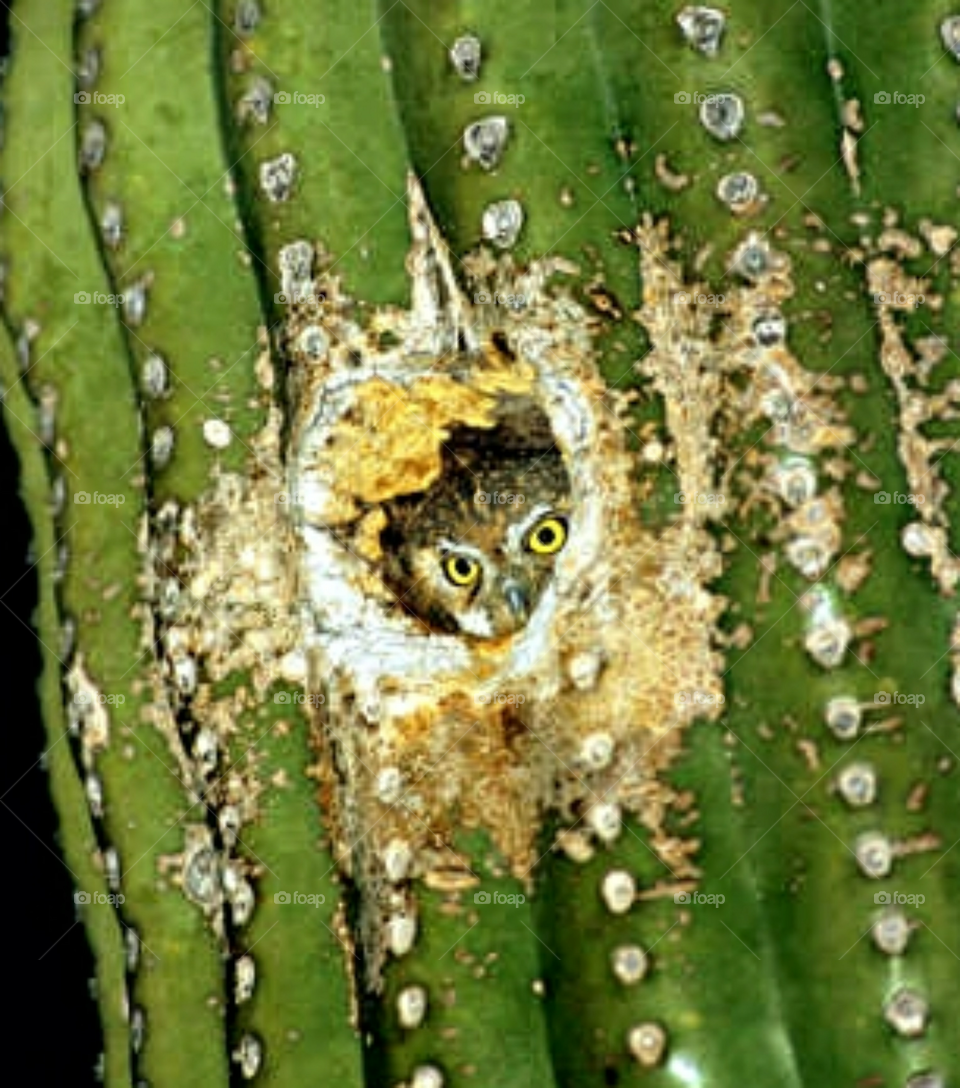 Saguaro-Kaktus, Sonoran Desert, Kaktus