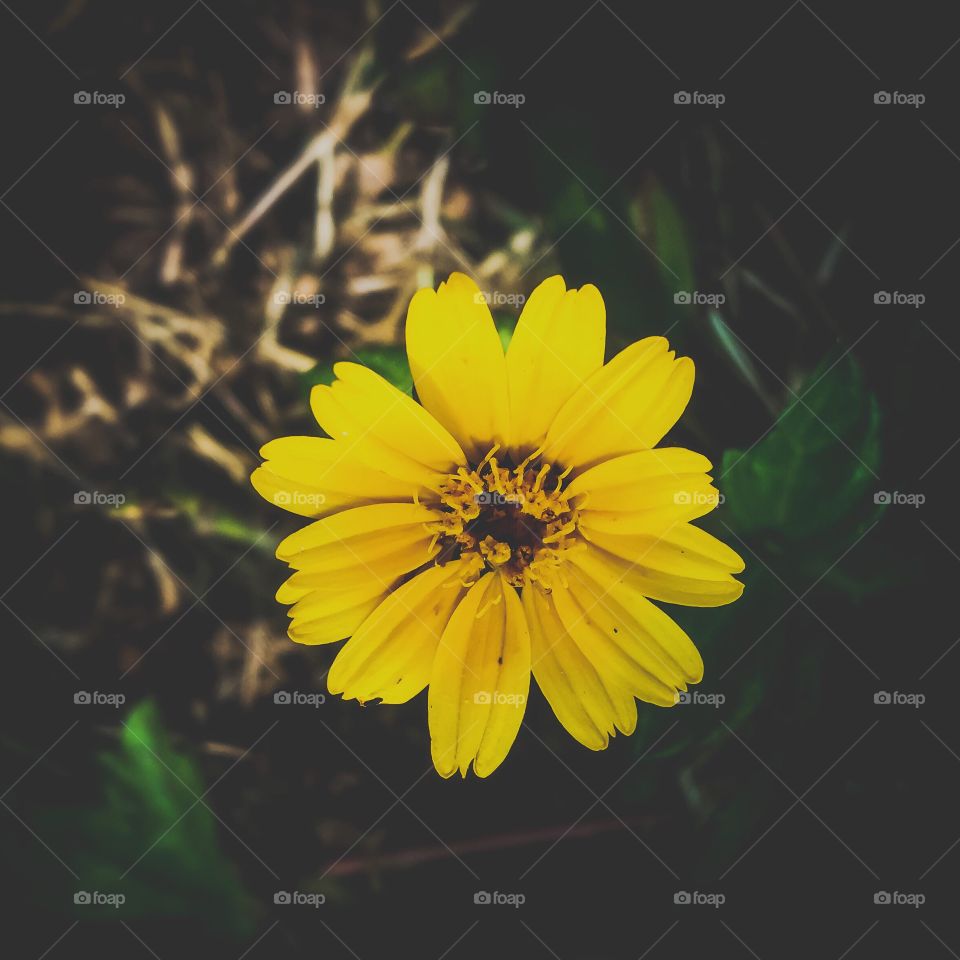 Yellow flower 