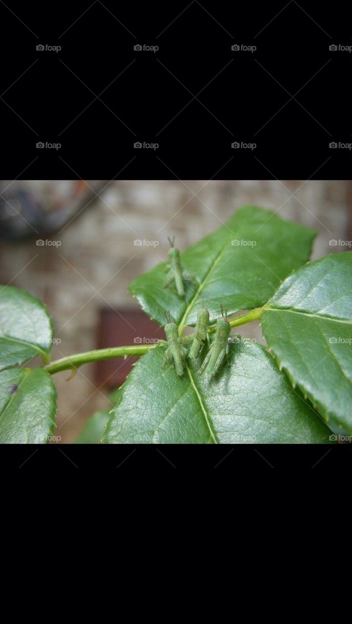 Baby Grasshoppers On Rose Leaf