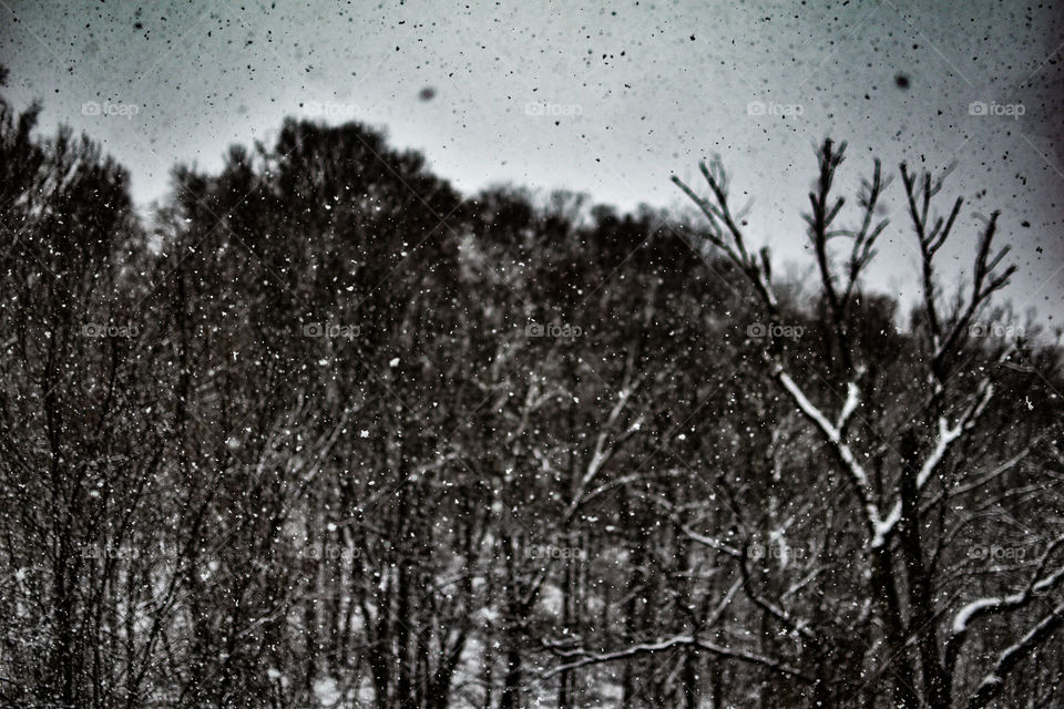 An abstract look of snow falling in the winter with forest in the background. 