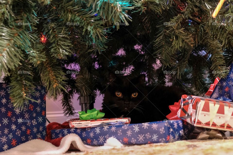 Foap, Cats of the USA: Behind the colorful gifts in the darkness lurks a mysterious shadow with glowing eyes. Or the family cat. 
