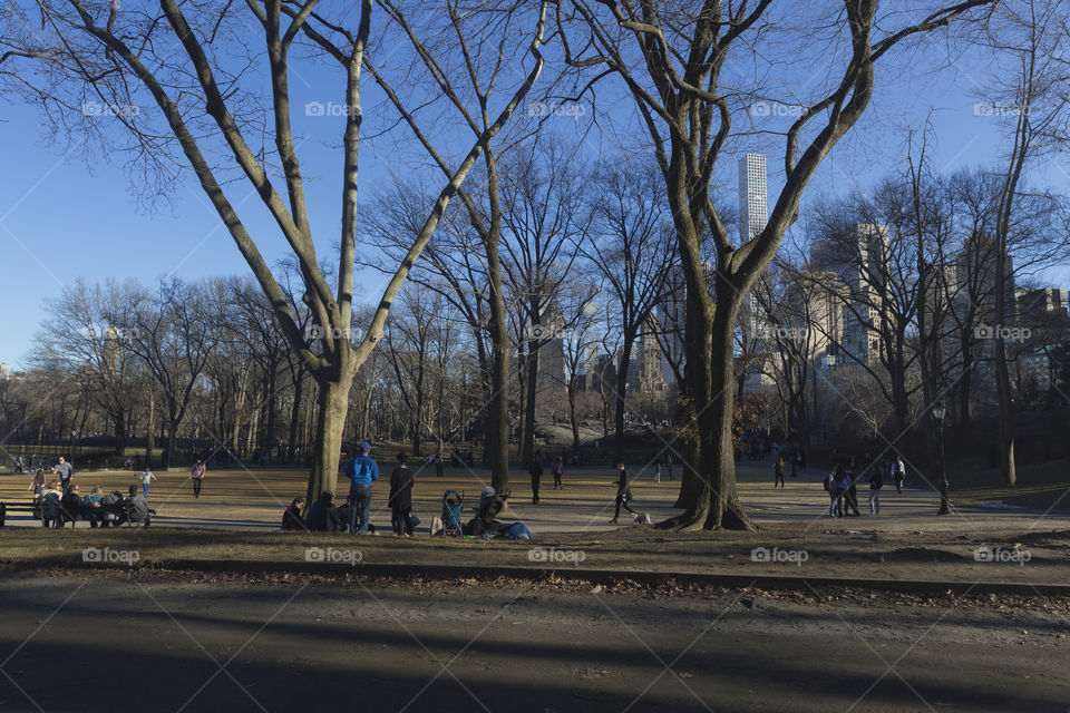 Central Park in New York City, USA.