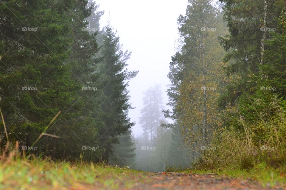 Foggy forest road