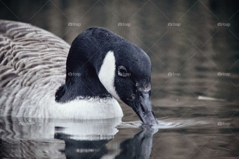 A canada goose drinking