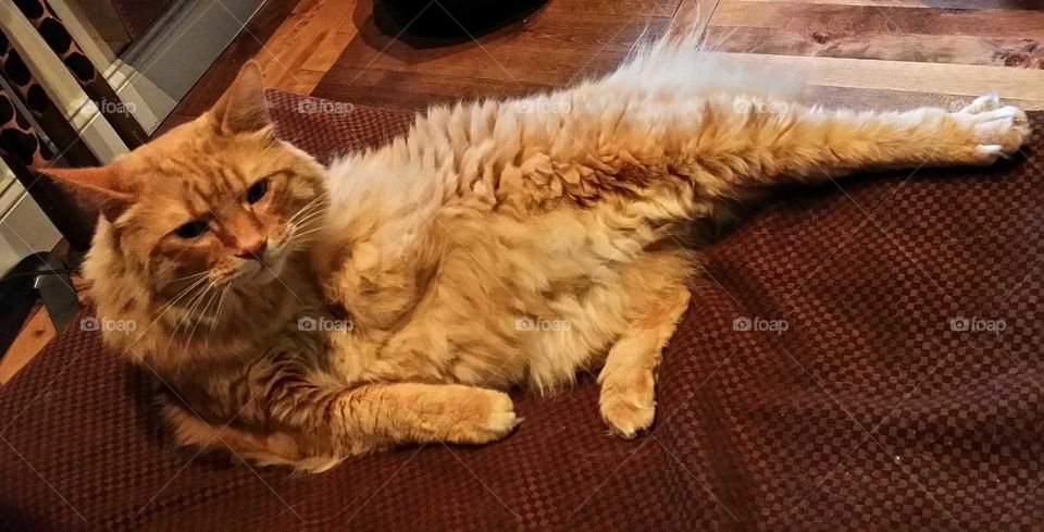 Orange long-haired cat that washes and has funny look