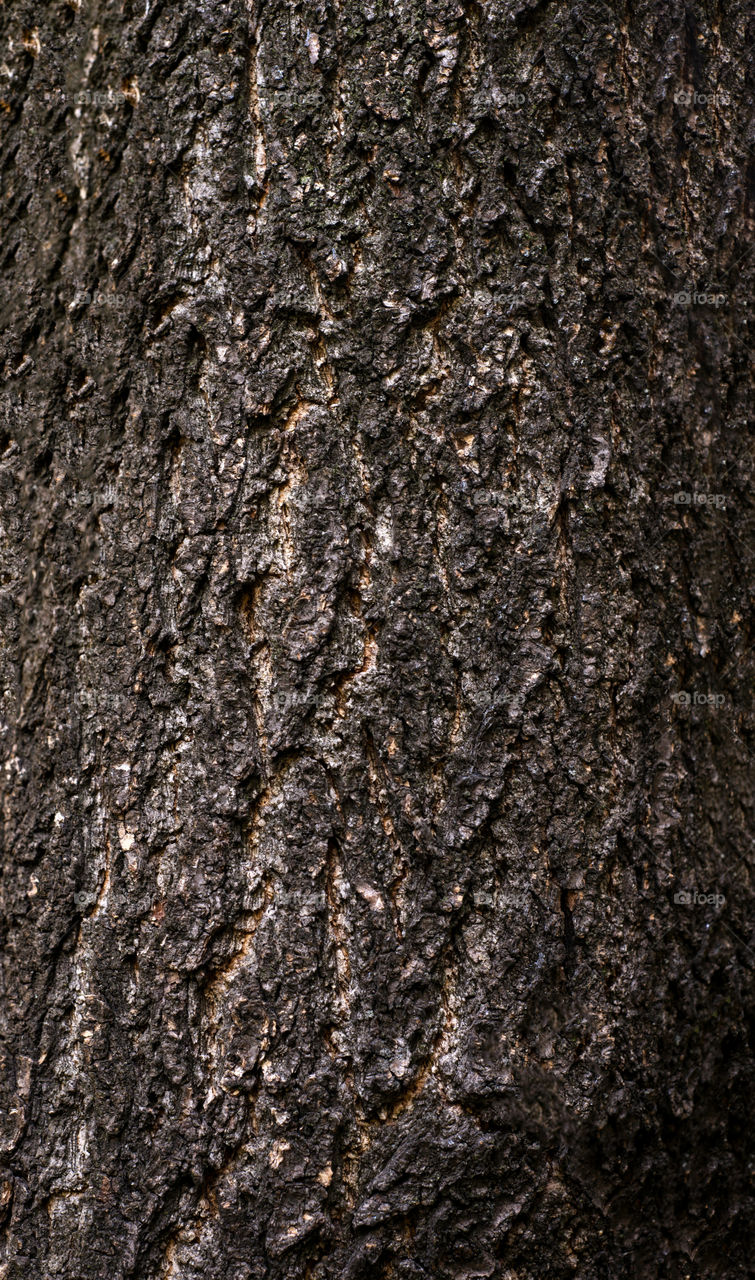 Wood tree background