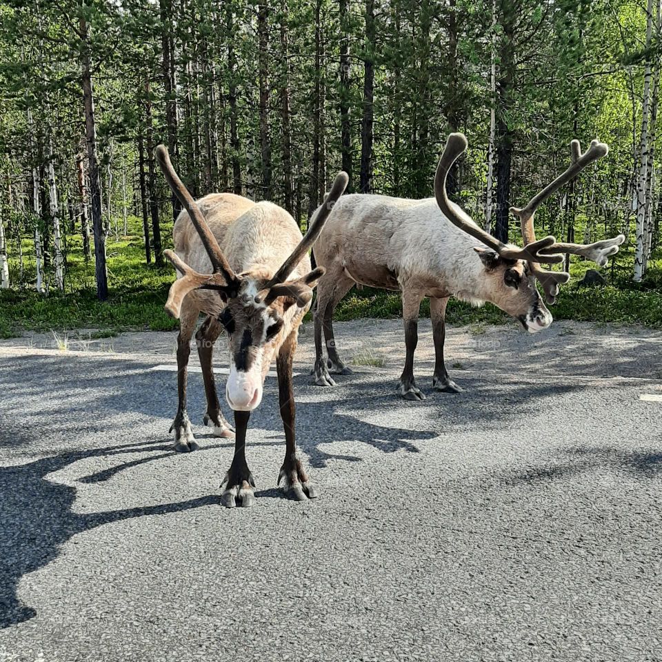 reindeer