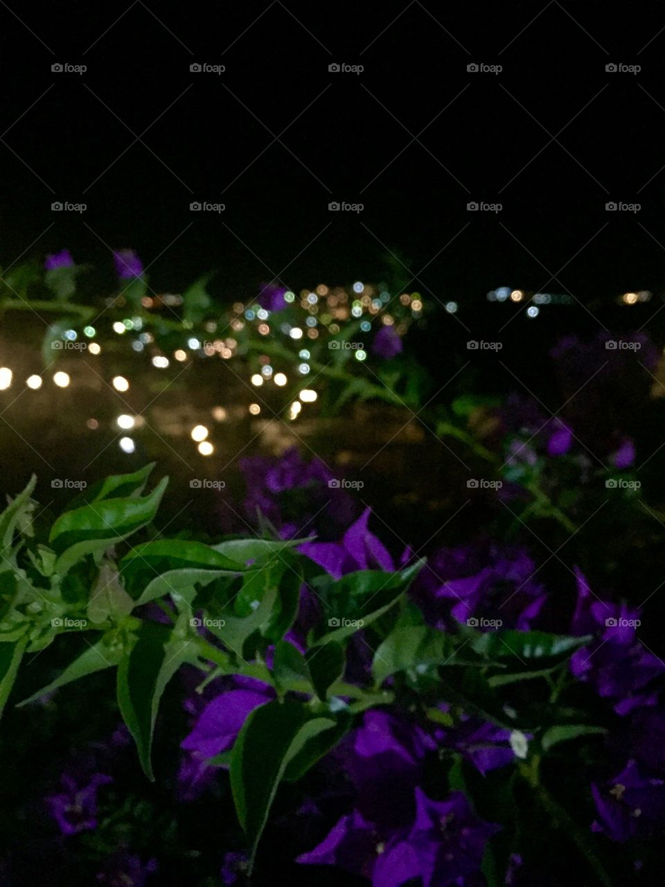 Purple flower and city lights