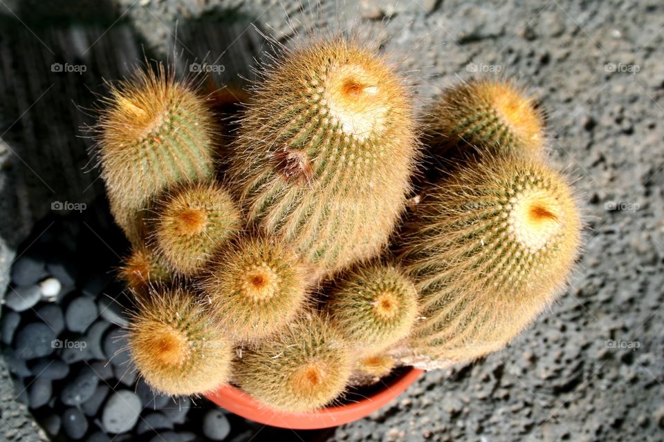 Cactus