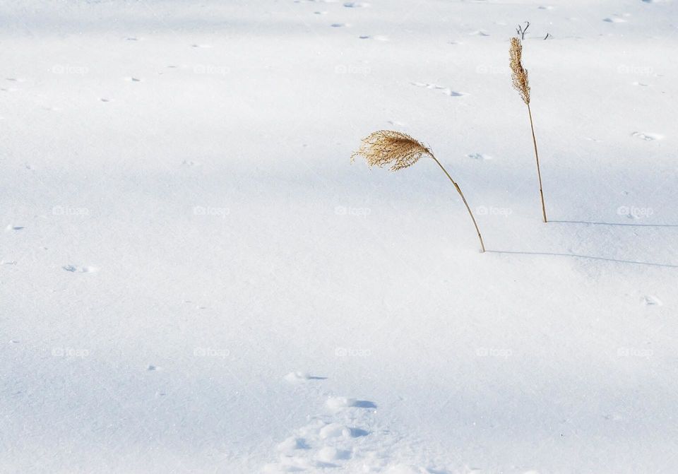 The beauty of minimalism in the snow