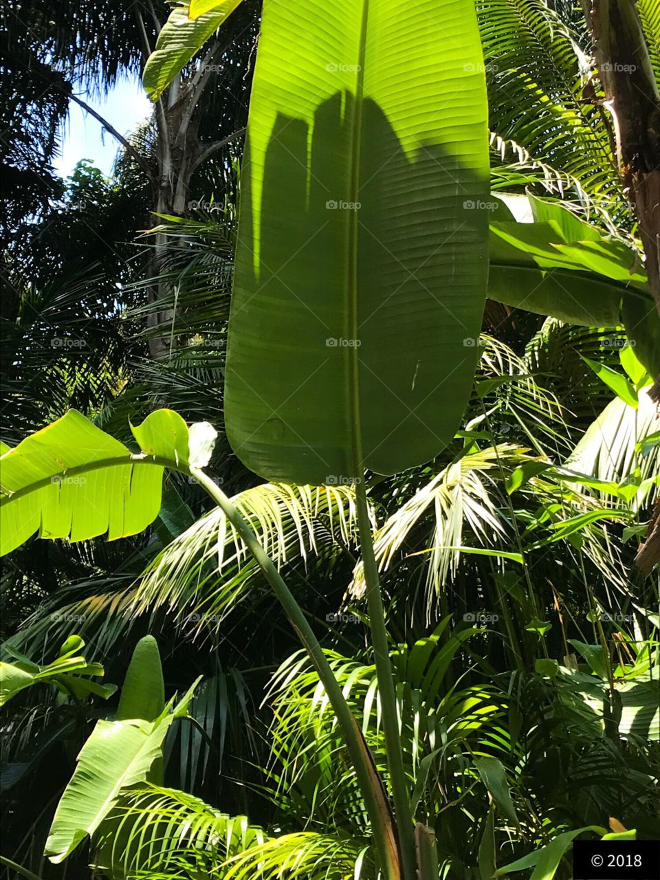 Tropical Jungle summer paradise