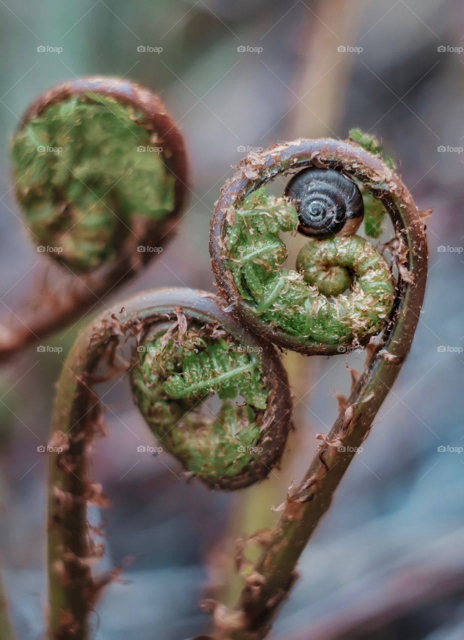 A snail on a born fern