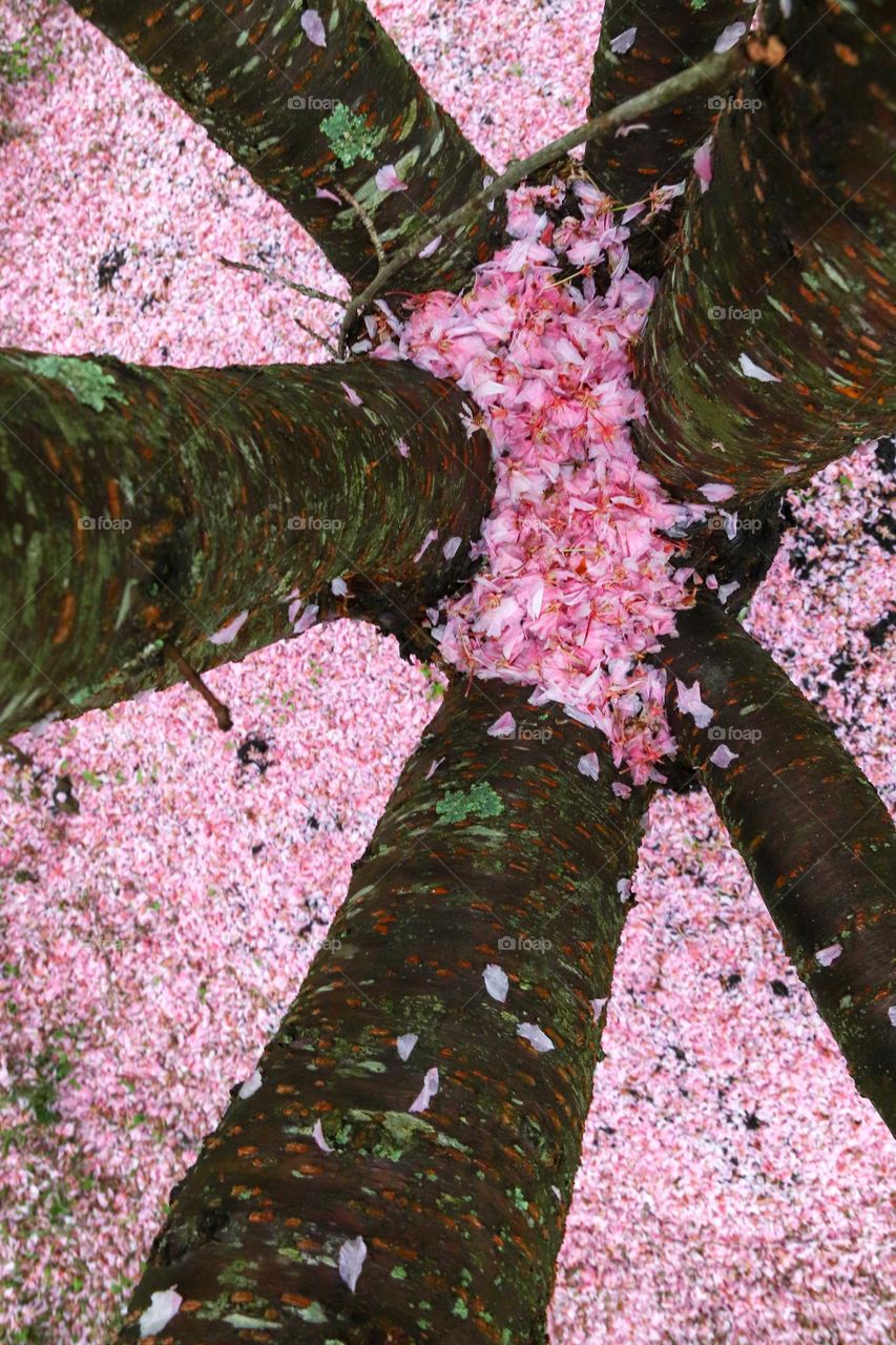 Cherry Blossom Petals