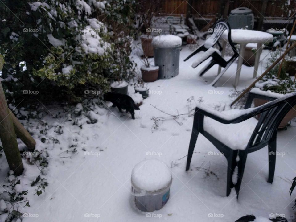 Garden with cat in the snow