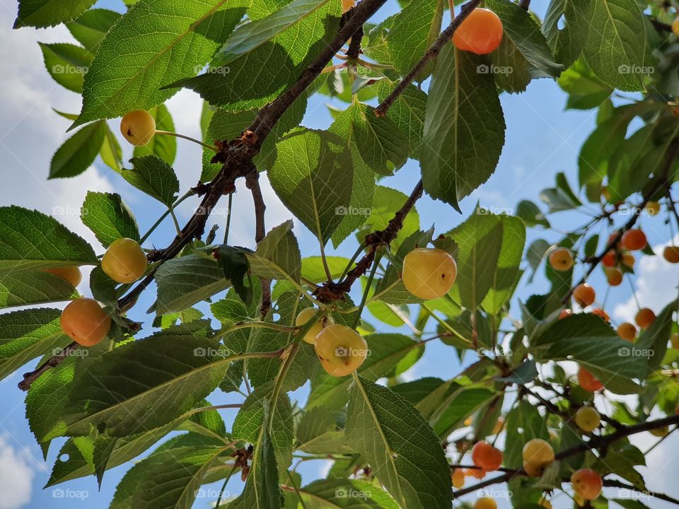 young cherry branch with tender pink and green berries