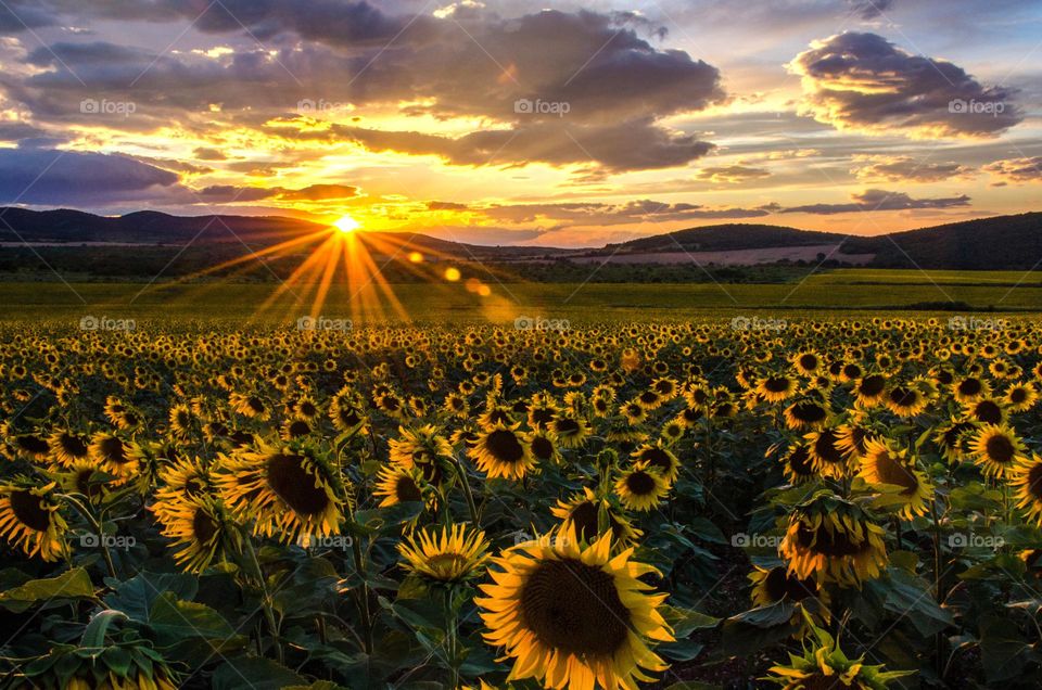 Beautiful Sunset Over Sunflower Field