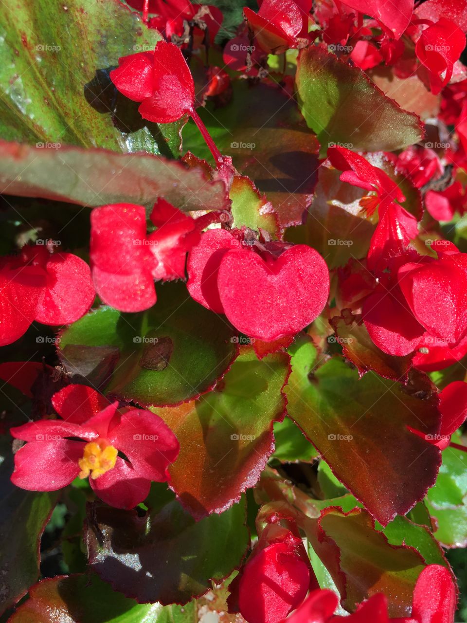 Red begonia