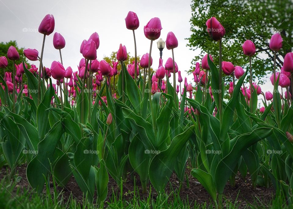 Tulips Montreal Botanical Gardens