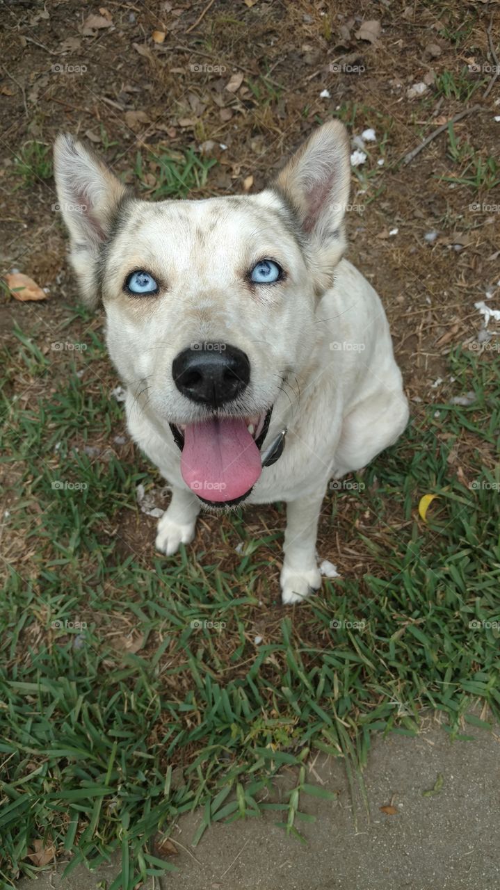 blue eyed canine