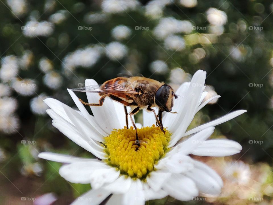 Bee holding blooming flower open