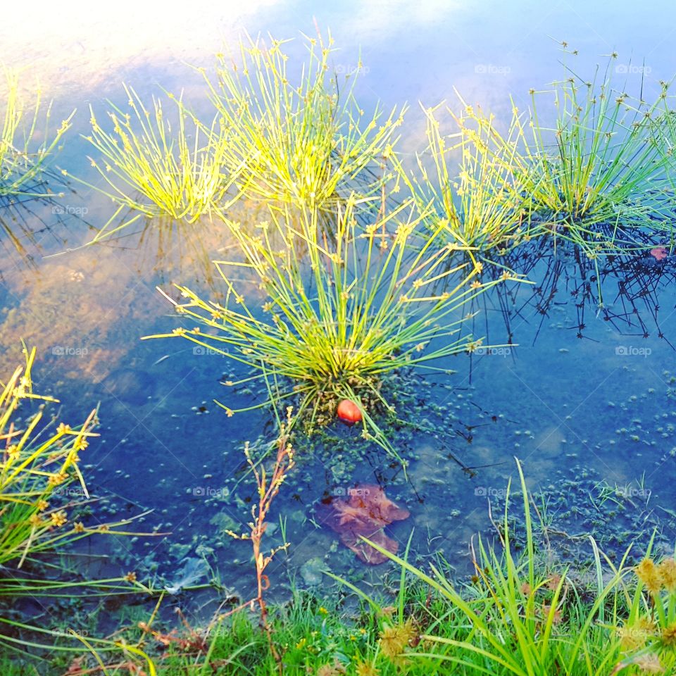 Clouds reflecting in a pond of water grasses.