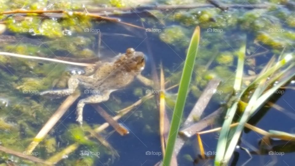 toad in pond