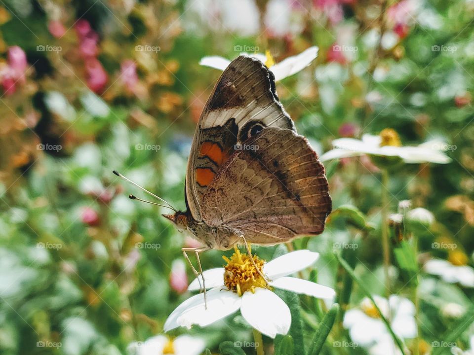 Butterfly surrounded by flowers