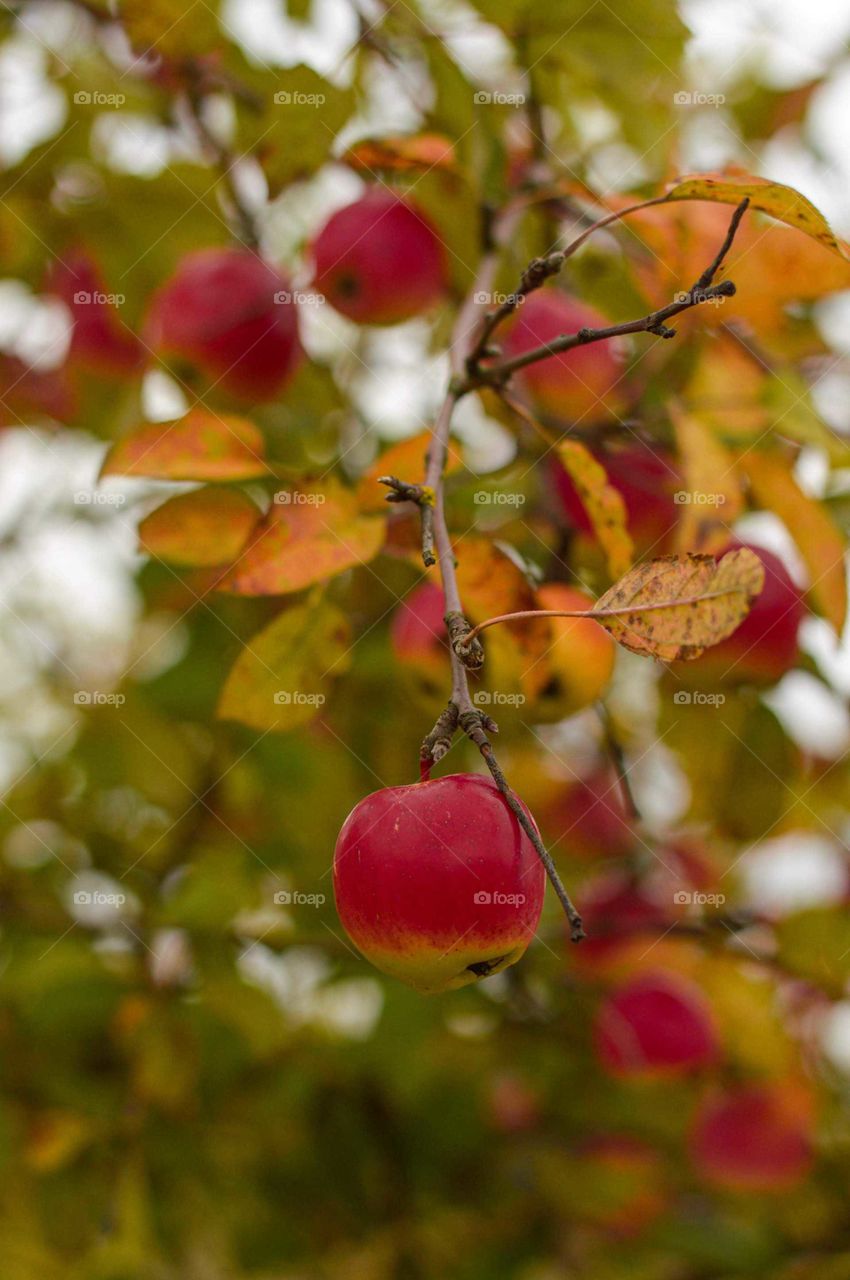 Apple. Fall.