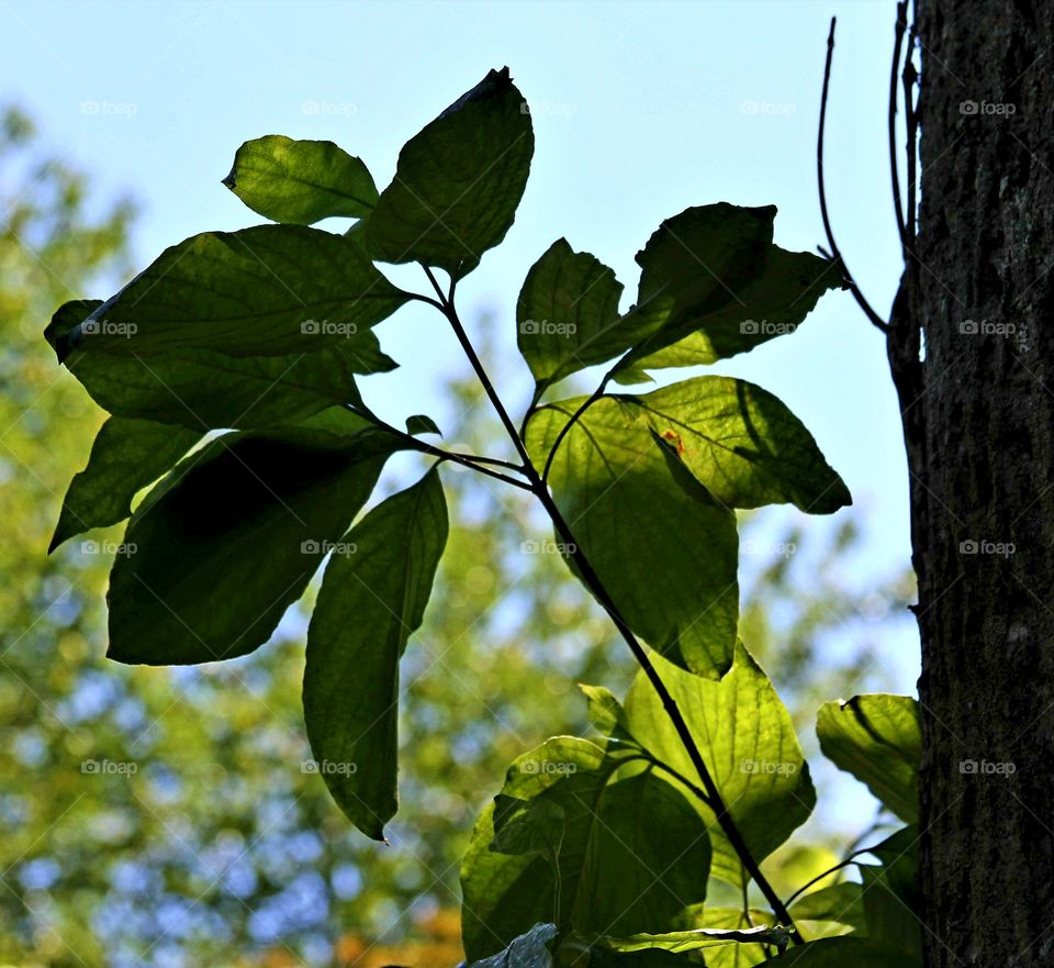 branch with leaves