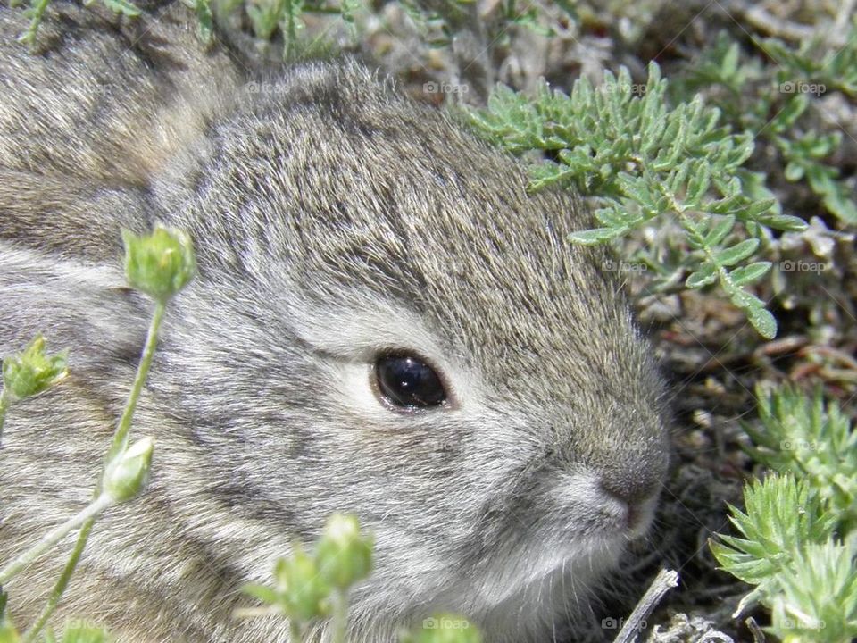 bunny