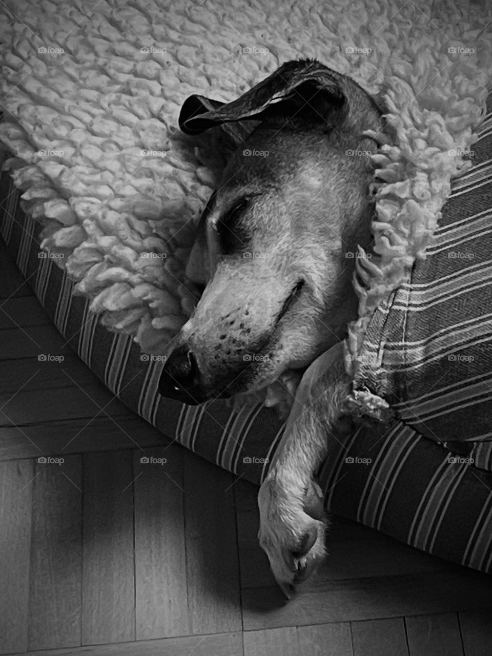 Italian Greyhound taking a nap...