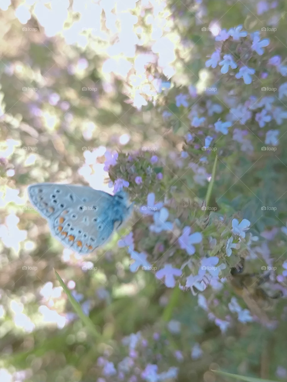 A butterfly blue