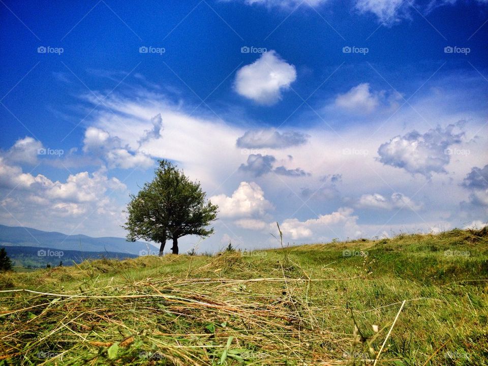 lonely tree