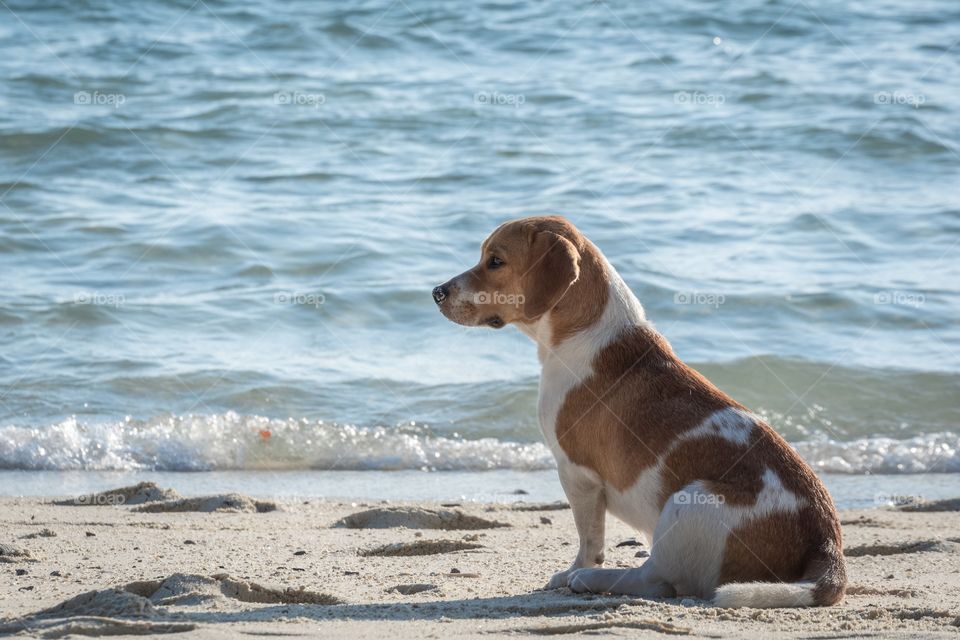 Dog relax on koh Lipe beach , Beautiful island ...Thailand 