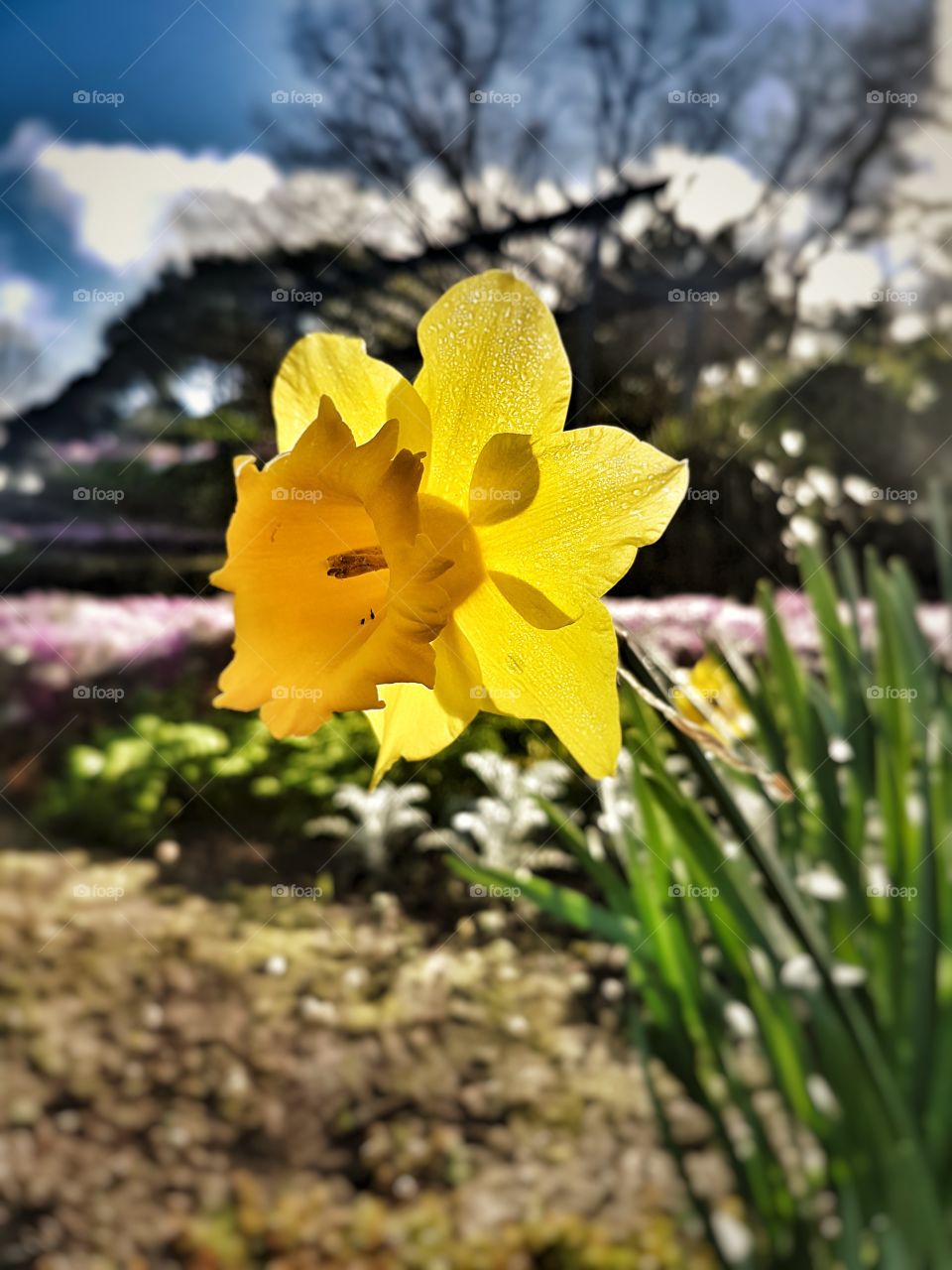 Daffodil day