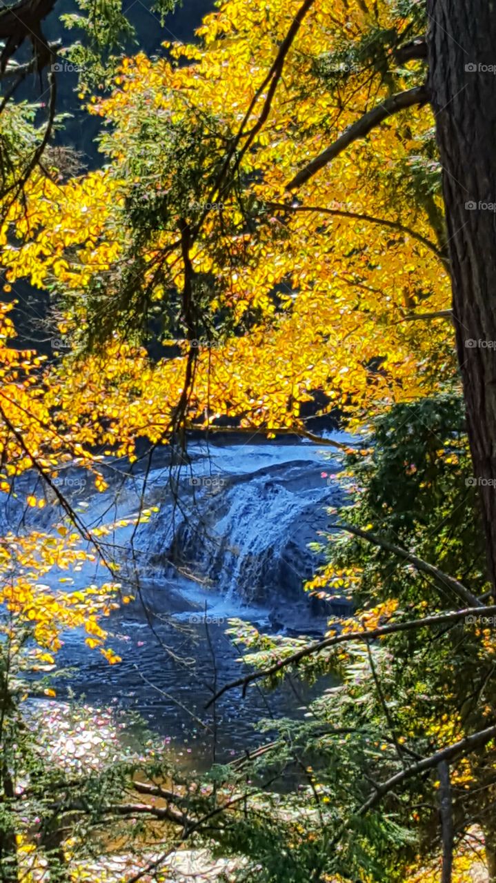 the waterfall in the forest