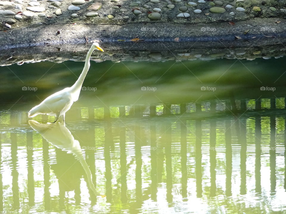 White Heron at La Venta  museum