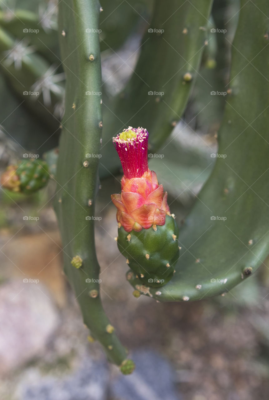 Cactus Flower