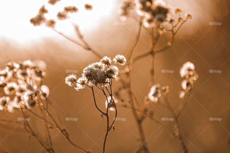 Wildflower in the rays of autumn sunset.