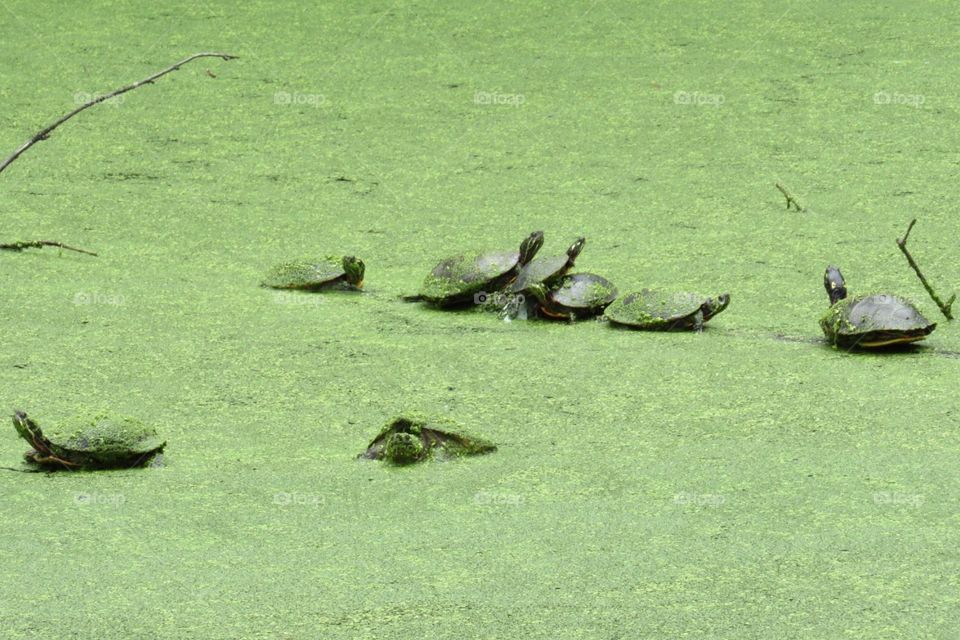 Turtle family