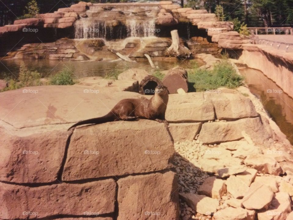 Otter